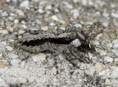 Menemerus taeniatus